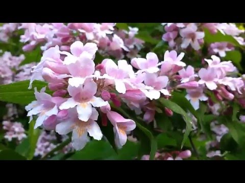 Video: Weigela Fioritura 