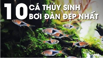Top 10 cá thủy sinh bơi đàn đẹp nhất_ Nắng Aqua