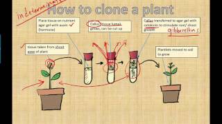 Micropropagation (IB Biology) (2015) @misterleescience