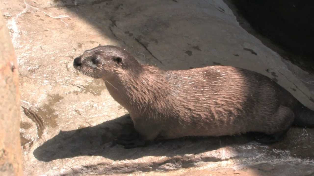 Otters at Maymont YouTube
