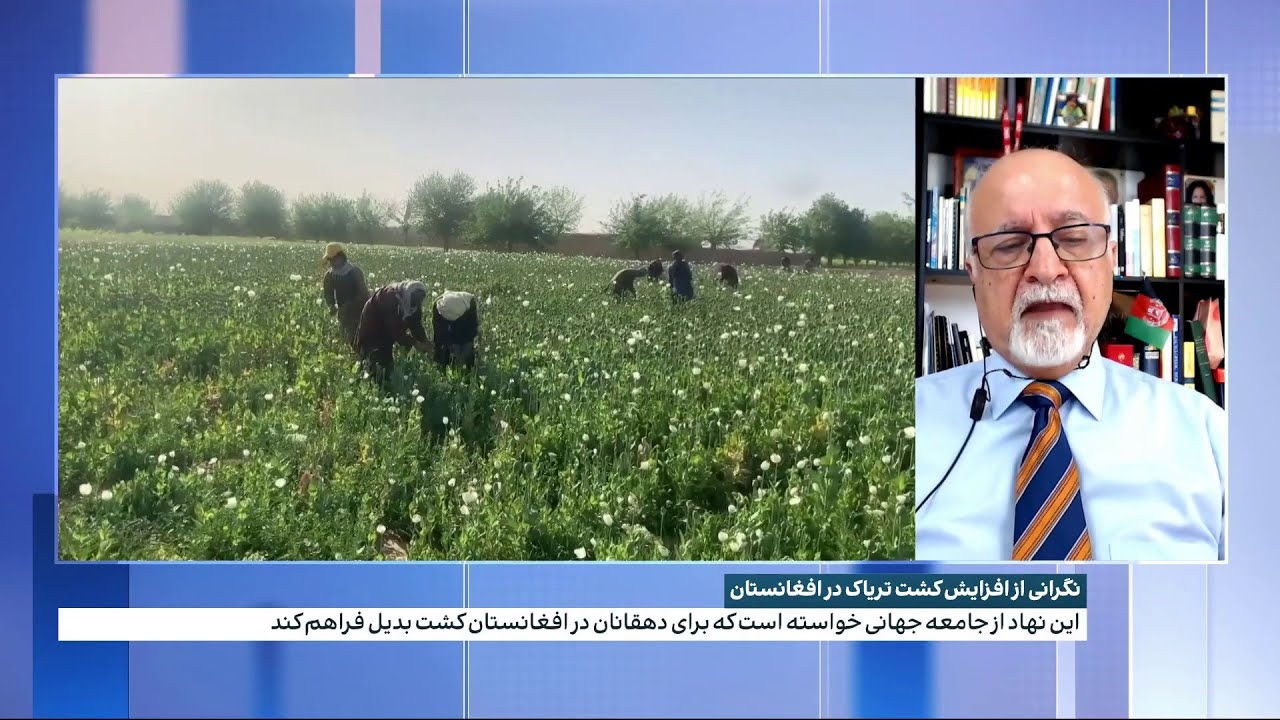 نگرانی از افزایش کشت تریاک در افغانستان