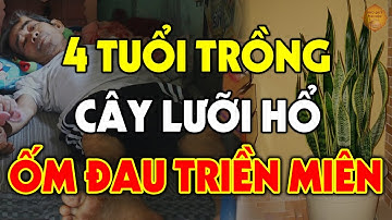 CÂY LƯỠI HỔ Sẽ RƯỚC ĐẠI HỌA VÀO NHÀ, Tiền Vàng Đội Nón Ra Đi Nếu Rơi Vào Tay Con Giáp Này