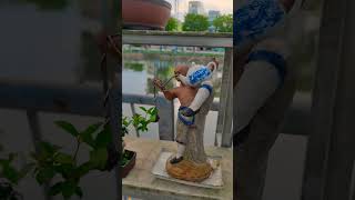 Độc lạ !..Mai chiếu thủy ôm bình mini..#shorts #bonsai #caycanh #bonsaitree #saubanhbonsai