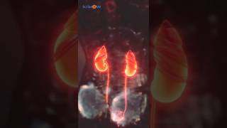 Scribe4Me - Urology Virtual Medical Scribes #medicalscribe #virtualmedicalscribe #Urologyscribe