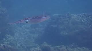 Underwater Footage Shows Squid in Motion