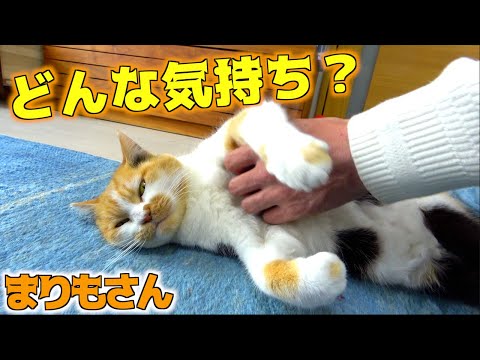 いつもと違う？まりもさん