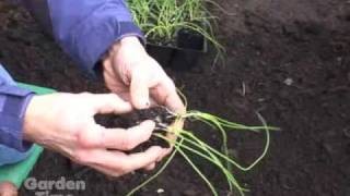 Planting Onions