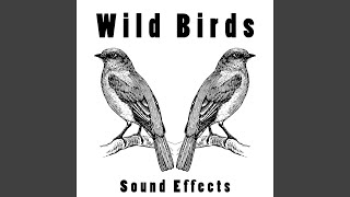 Download Lagu Birds Sounds Download Lagu Birds Sounds