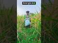 चोर ने चोर को डरा दिया ☠️ #viralvideo #comedy #shortsfeed #chori #kheti #viralvideo #seonicomedy