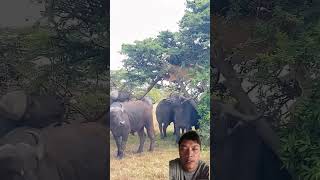 naik ke atas pohon singa takut di serang Buffalo 🤣😆 #wildlife #animals #fypシ #shorts #funny