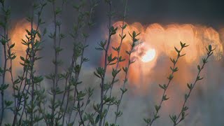 Warm, dry winter disrupts Colorado's insect and plant cycles