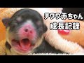 生後0日~生後6か月まで犬の成長記録【チワワ】【Chihuahua 】【ブラックタン】【多頭飼い】【子犬】