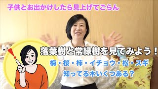 中学受験に役立つ理科：落葉樹と常緑樹を見ておこう！ータナカマキ式子育てレシピー