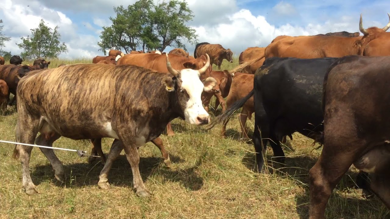 grazing plan - polyface farm Images High Quality Grahic Cow move #3, with strip-grazing tutorial. Polyface Farm. - YouTube