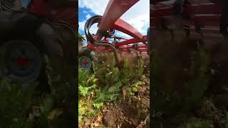 Begrünungsumbruch | Cutting cover crops | RAZOR #flachgrubber #fieldcultivator YT-Shorts 76