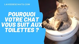 VOTRE CHAT VOUS SUIT DANS LES TOILETTES ?