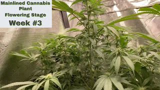 Mainlined Cannabis Plant - Week #3 of Flowering