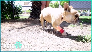 Outback Vet Rescues French Bulldog After Deadly Snake Bite