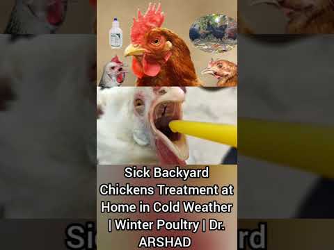 Sick Backyard Chickens Treatment at Home in Cold Weather | Winter Poultry | Dr. ARSHAD | Part 2