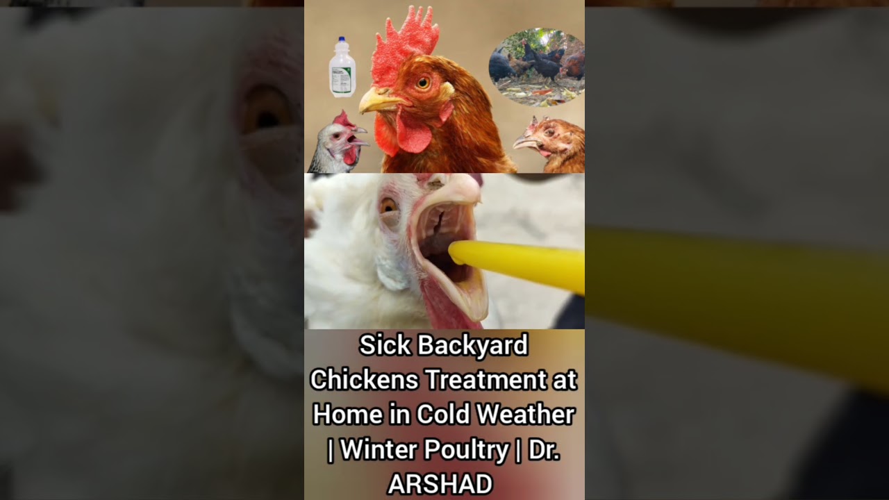 Sick Backyard Chickens Treatment at Home in Cold Weather | Winter Poultry | Dr. ARSHAD | Part 2