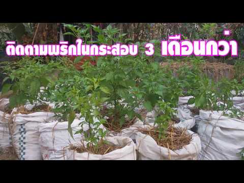 ปลูกพริกในกระสอบ ตั้งแต่เริ่มถึง 3 เดือน : Chilli Thailand.