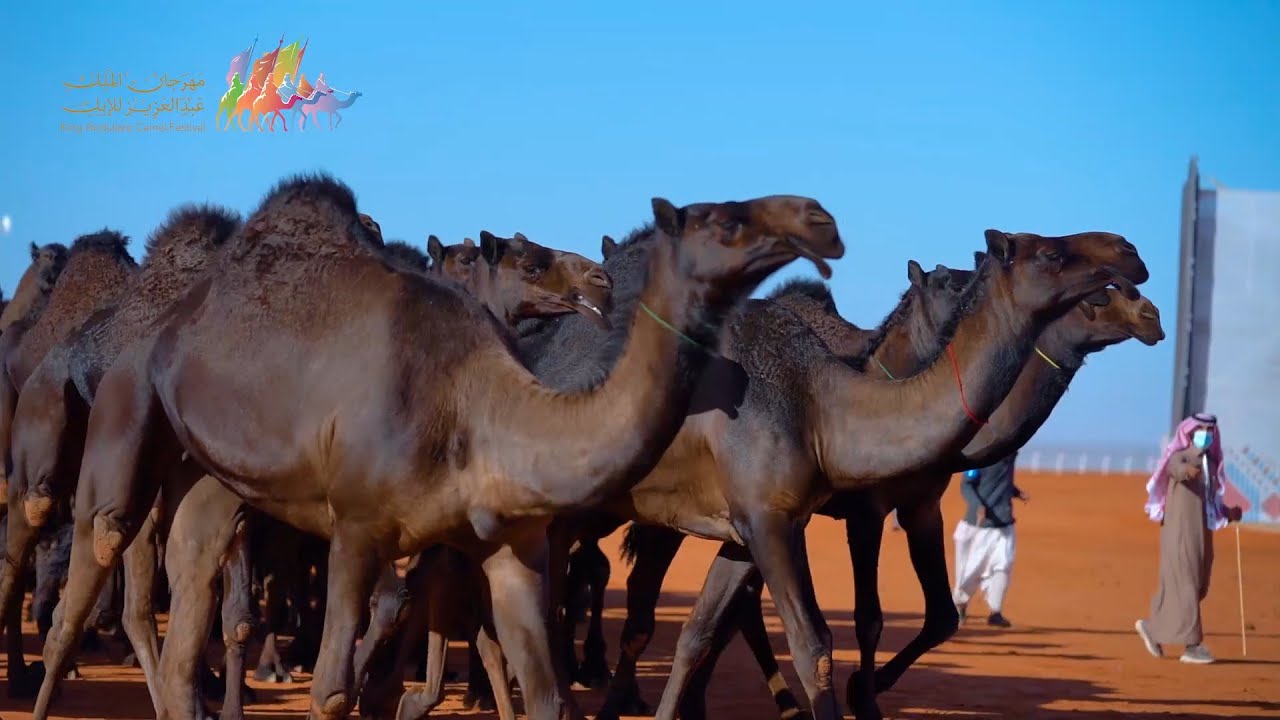 مجاهيم شلفا ولي العهد, أشعلت ميدان الصياهد✨