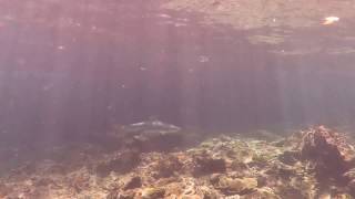 Scuba Diving Phuket -  Blacktip Reef Shark - Bida Nok, Phi Phi