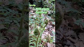 Wild plants Germany state [Hessen] #naturesounds #plants #naturevibe