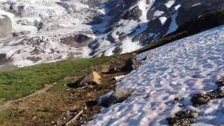 Hoary Marmot Mt Rainier, Camp Muir