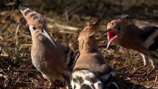 The Most Beautiful Sound Of Hoopoe Bird