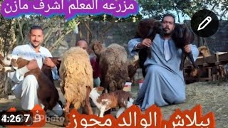 #انهيار#فى أسعار الأغنام الرحماني الوالدة مجوز من داخل مزرعة المعلم اشرف ماذن