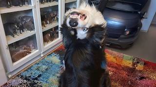 Border Collie Isn't Only The SMARTEST Dog But Also The FUNNIEST 😂