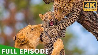 African Savannah | Survival Battle In The Predator Kingdom | Nature Animal Documentary