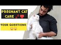 Pregnant cat care | How to take care of Pregnant Cat | tips for pregnant Cat Care