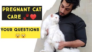Information Pregnant cat care | How to take care of Pregnant Cat | tips for pregnant Cat Care News
