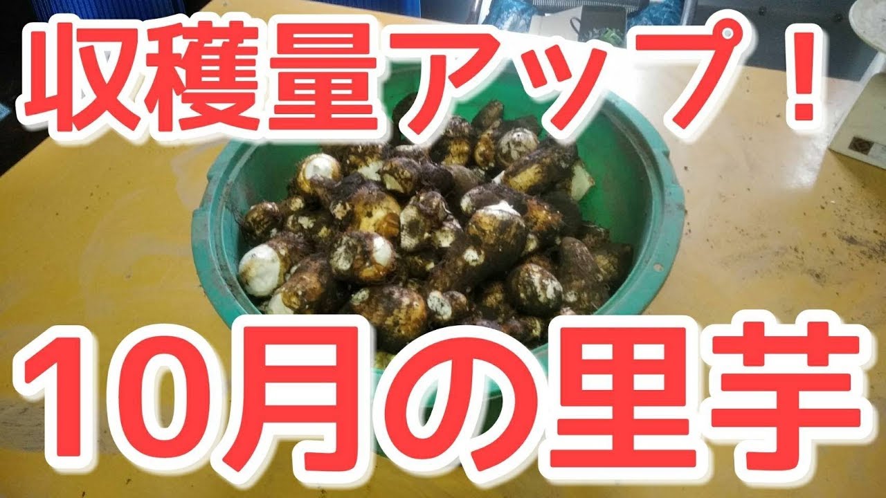 農業#57】10月の里芋収穫！何キロ採れる？【検証】 - YouTube