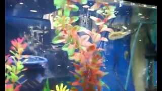 Walmart/Quality Pets Fish Flake Feeding Fallacy - FACT or FAIL 20150727 1019311