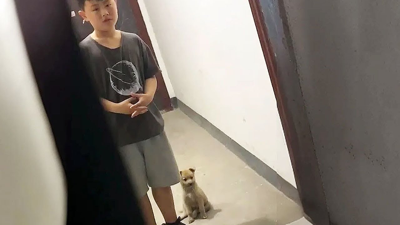 "Can I take it home,mom?" the boy begged his mom to adopt the stray ...