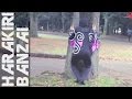 蝶々ドッキリ! -HARAKIRIBANZAI-