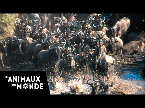 Vidéo: Pourquoi les gnous migrent-ils en grands troupeaux ?
