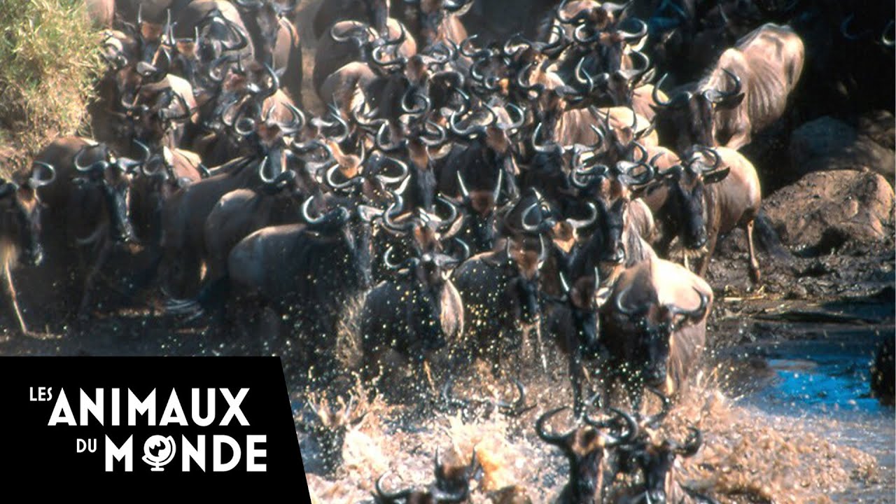 Masaï mara, la grande traversée des gnous - Découverte du Monde