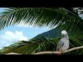 amazing African gray parrot - African grey parrots sign , palm tree