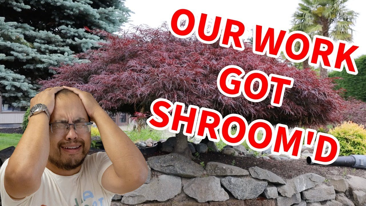 When to Prune Maple Trees: Expert Tips for Healthy Growth