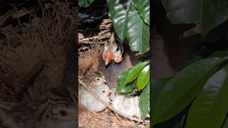 🐣 Galinha da Angola com Filhotes #galinhadangola #ninho #aves #sitio #vidanocampo #avesormamentais
