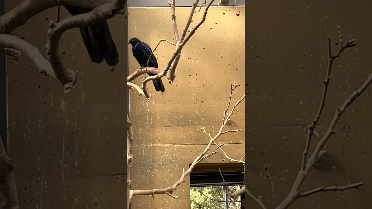 Schweifglanzstar (Rueppell's Glossy-Starling / Lamprotornis purpuropterus)