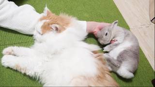 飼い主の腕枕に集まっておひる寝するうさぎと猫が子どもたち過ぎる