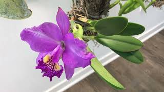 Cattleya lueddemanniana, March 2024