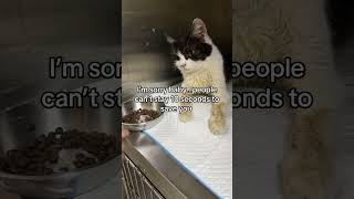 Donation link in bio to support with medical bills and cats food!🙏