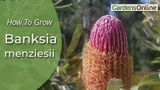 Banksia Menziesii - How To Grow
