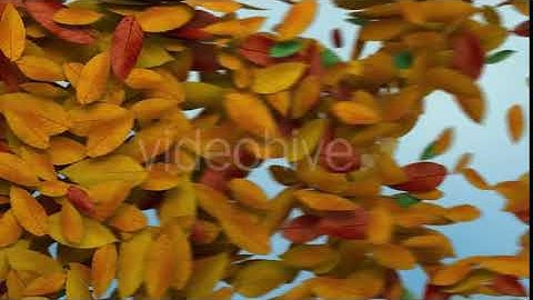 Autumn Leaves Transition | Motion Graphics - Envato elements